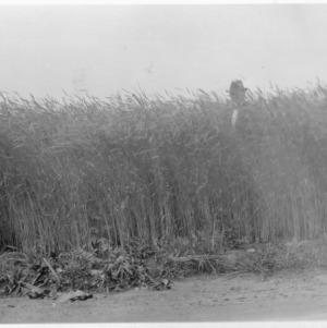 Man in field of abruzzi rye field
