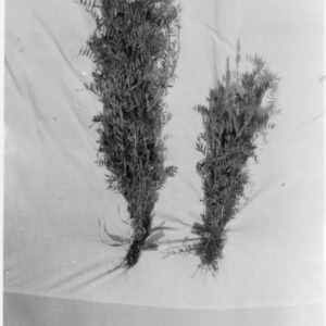 Two samples of vetch