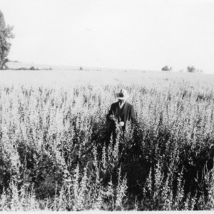 J. B. McDevitt in big field of crotalaria