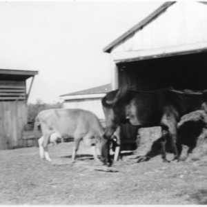 Mule and cow eating lespedeza hay