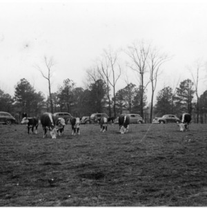 Cows for W. Kerr Scott's agricultural demonstration