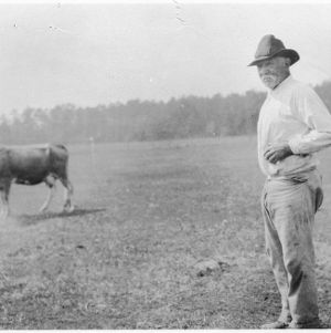 M. McMillan and cattle on carpet grass and lespedeza pasture