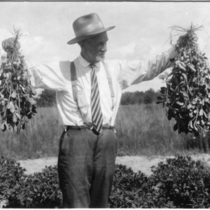 Man holding up pair of peanut vines