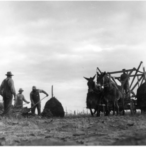 Men working in peanut field