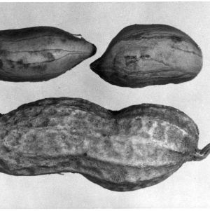 Peanut variety developed with atomic energy, or "Atomic peanuts"
