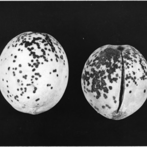 Fruit with disease