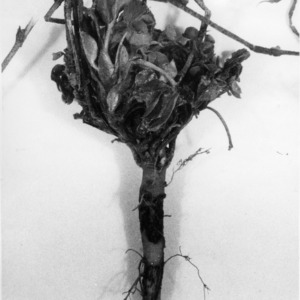 Plant with disease