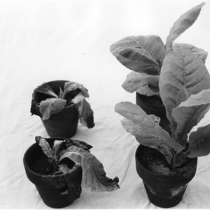 Diseased and healthy potted plants