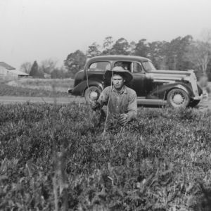 Woodrow Dernell observing field of vetch