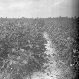 Soybeans crop