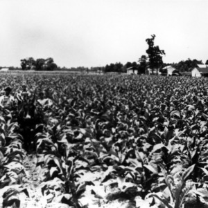 Mule in tobacco field