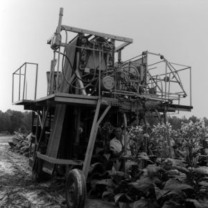 Man operating agricultural machinery in tobacco field