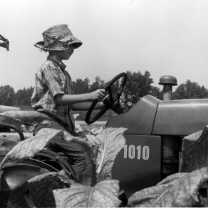 Boy on tractor in tobacco field