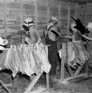 Tobacco workers