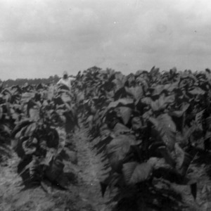 Man in tobacco field