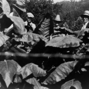 Men in field of burley tobacco