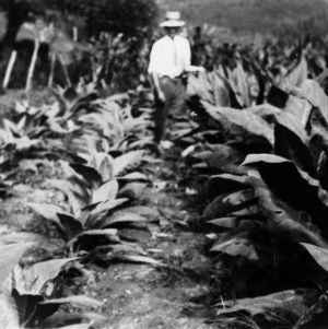Man in tobacco field with old variety and new disease resistant variety