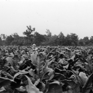 Haywood Strickland and his tobacco field