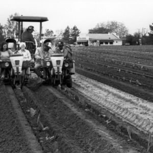 Group on tractor in tobacco field