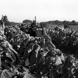 Group with tractor in tobacco field