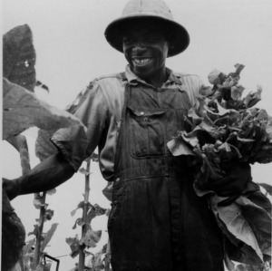 Man gathering tobacco on Taylor Farm