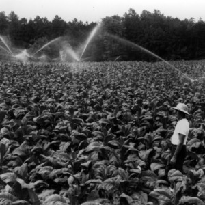 Man in tobacco field with sprinklers