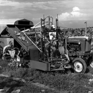Experimental tractor-mounted tobacco combine in field