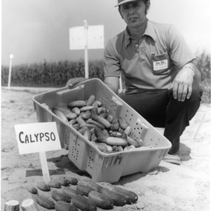 Dr. Richard Lower with Calypso variety of pickling cucumbers