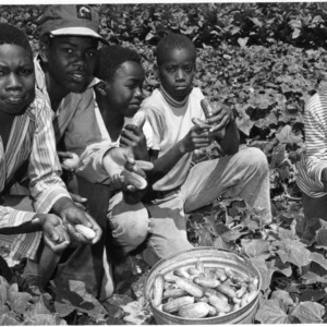 Richard Autry, Frederick Williams Leonard Williams, Jr., Linwood Boykin, and Fonnie Williams harvesting cucumbers on the Leonard Williams farm