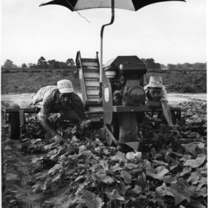 Two men using cucumber harvesting machine at Coastal Plain Vegetable Research Station