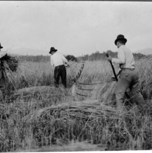 Men cutting wheat with cradle and binding by hand