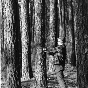 Man measuring pine tree