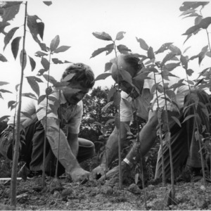 Two men tending a crop
