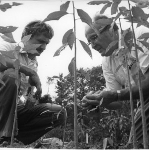 Two men examining crops