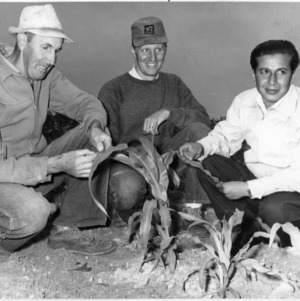 Three men examining crops