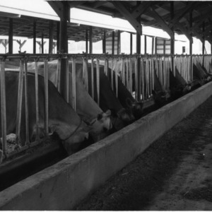 Cows feeding from trough