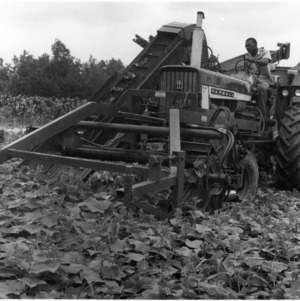 Farmall Tractor with Harvester