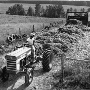 Tractor unloads silage
