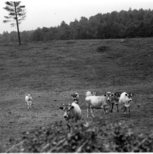 Pasture and young Jersey cattle, farm of J.M. German, Wilkes County farm tour