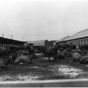 Cattle in a stockyard on the Goodwill People to People travel mission to Europe