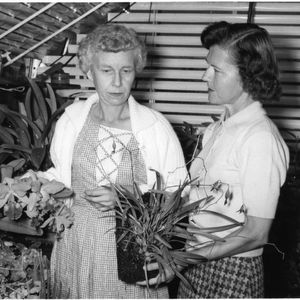 Home demonstration club member, Mrs. Henry Herman, showing her orchid plants to her home economics agent, Miss Hilda Clontz