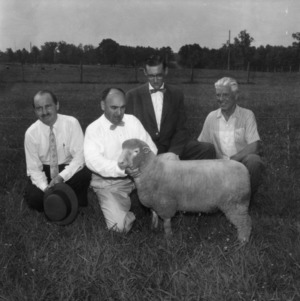 Four men with sheep in field