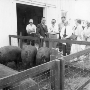 Group of men and pigs