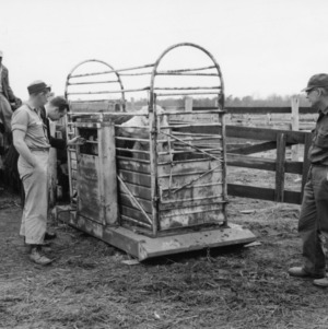 Weighing a cow