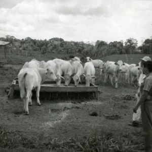 Cattle on Pastures, Tournavista, Peru
