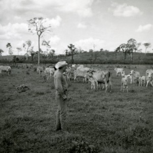 Cattle on Pastures, Tournavista, Peru