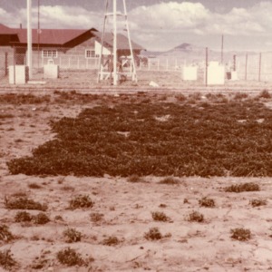 Plants, Fence and Structures in Background