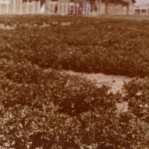 Plants, Structure in Background