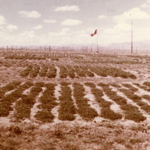 Rows of Plants, Fence in Background