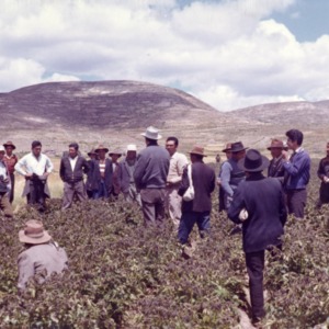 A Field Day to View Results, Puno, Peru